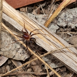 Habronestes bradleyi (Bradley's Ant-Eating Spider) at Fraser, ACT by AlisonMilton