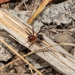 Habronestes bradleyi at Fraser, ACT - 29 Jan 2025 10:45 AM