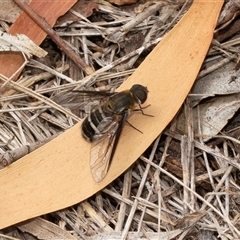 Villa sp. (genus) (Unidentified Villa bee fly) at Fraser, ACT - 29 Jan 2025 by AlisonMilton