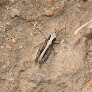 Cryptobothrus chrysophorus at Fraser, ACT by AlisonMilton