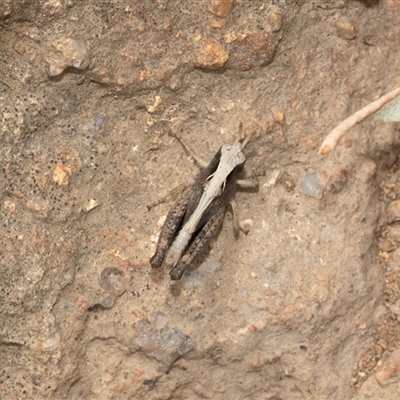 Cryptobothrus chrysophorus at Fraser, ACT - 28 Jan 2025 by AlisonMilton