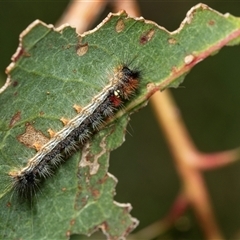 Palaeosia bicosta at Fraser, ACT - 29 Jan 2025 by AlisonMilton