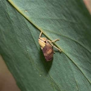 Brunotartessus fulvus (Yellow-headed Leafhopper) at Fraser, ACT by AlisonMilton