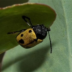 Cadmus (Cadmus) litigiosus (Leaf beetle) at Fraser, ACT - 29 Jan 2025 by AlisonMilton