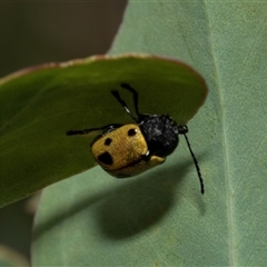 Cadmus (Cadmus) litigiosus at Fraser, ACT - 29 Jan 2025 12:16 PM