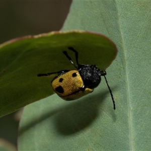 Cadmus (Cadmus) litigiosus at Fraser, ACT - 29 Jan 2025 12:16 PM