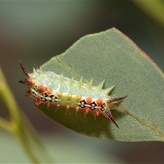 Doratifera quadriguttata (Four-spotted Cup Moth) at Fraser, ACT - 29 Jan 2025 by AlisonMilton