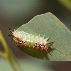 Doratifera quadriguttata at Fraser, ACT by AlisonMilton