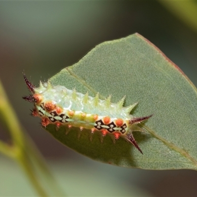 Doratifera quadriguttata (Four-spotted Cup Moth) at Fraser, ACT - 29 Jan 2025 by AlisonMilton