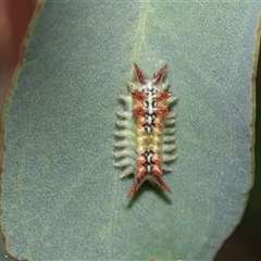 Doratifera quadriguttata at Fraser, ACT - 29 Jan 2025 11:58 AM