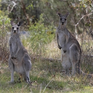 Macropus giganteus (Eastern Grey Kangaroo) at Fraser, ACT by AlisonMilton