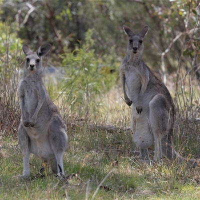 Macropus giganteus at Fraser, ACT - 28 Jan 2024 by AlisonMilton