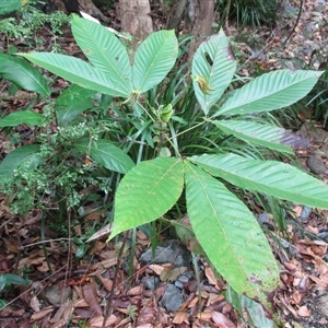 Karrabina biagiana at Mossman Gorge, QLD - suppressed