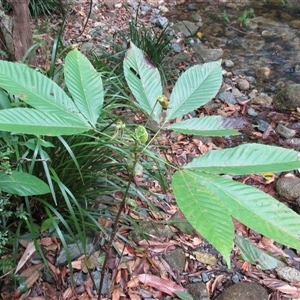 Karrabina biagiana at Mossman Gorge, QLD - suppressed