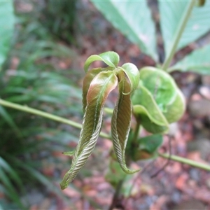 Karrabina biagiana at Mossman Gorge, QLD - suppressed