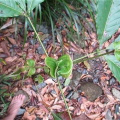 Karrabina biagiana at Mossman Gorge, QLD - suppressed