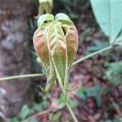 Karrabina biagiana at Mossman Gorge, QLD - suppressed