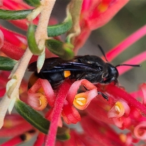 Unidentified Potter wasp (Vespidae, Eumeninae) at Bungendore, NSW by clarehoneydove