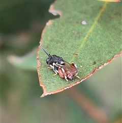 Brachymeria sp. (genus) at Bungendore, NSW - 29 Jan 2025 by clarehoneydove