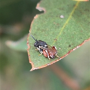 Brachymeria sp. (genus) at Bungendore, NSW - 29 Jan 2025 01:01 PM