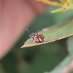 Brachymeria sp. (genus) at Bungendore, NSW - 29 Jan 2025 01:01 PM