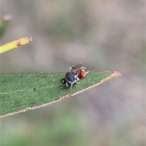 Brachymeria sp. (genus) at Bungendore, NSW - 29 Jan 2025 01:01 PM