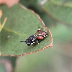 Brachymeria sp. (genus) at Bungendore, NSW - 29 Jan 2025 01:01 PM