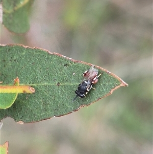 Brachymeria sp. (genus) at Bungendore, NSW - 29 Jan 2025 01:01 PM