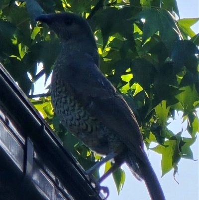 Ptilonorhynchus violaceus (Satin Bowerbird) at Melba, ACT - 29 Jan 2025 by kasiaaus