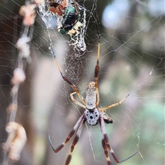 Trichonephila edulis (Golden orb weaver) at Bungendore, NSW - 29 Jan 2025 by clarehoneydove