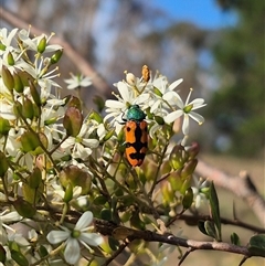 Castiarina scalaris (Scalaris jewel beetle) at Bungendore, NSW - 27 Jan 2025 by clarehoneydove