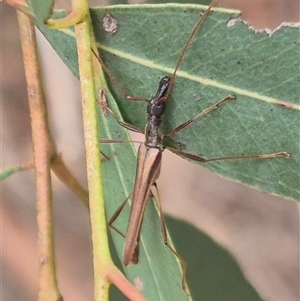 Rhinophthalmus nasutus at Bungendore, NSW - 29 Jan 2025 01:51 PM