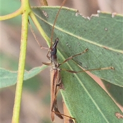 Rhinophthalmus nasutus at Bungendore, NSW - 29 Jan 2025 01:51 PM