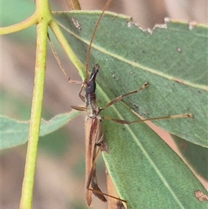 Rhinophthalmus nasutus at Bungendore, NSW - 29 Jan 2025 01:51 PM