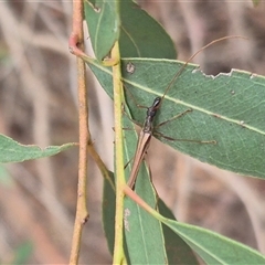 Rhinophthalmus nasutus at Bungendore, NSW - 29 Jan 2025 01:51 PM