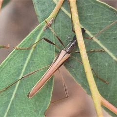 Rhinophthalmus nasutus at Bungendore, NSW - 29 Jan 2025 01:51 PM