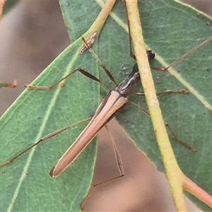 Rhinophthalmus nasutus at Bungendore, NSW - 29 Jan 2025 01:51 PM