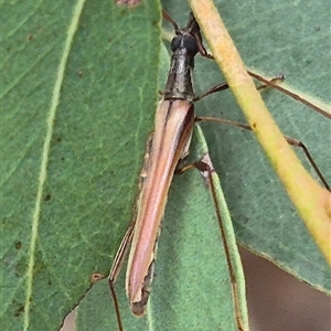 Rhinophthalmus nasutus at Bungendore, NSW - 29 Jan 2025 01:51 PM