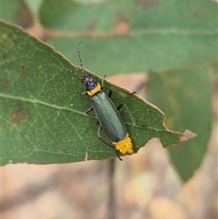 Chauliognathus lugubris (Plague Soldier Beetle) at Bungendore, NSW - 29 Jan 2025 by clarehoneydove