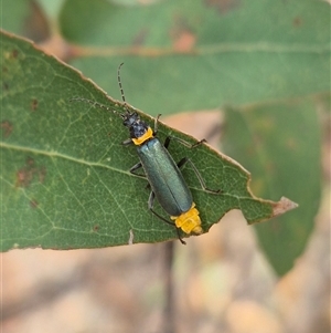 Chauliognathus lugubris (Plague Soldier Beetle) at Bungendore, NSW by clarehoneydove