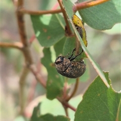 Trachymela sp. (genus) (Brown button beetle) at Bungendore, NSW - 29 Jan 2025 by clarehoneydove