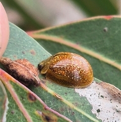 Paropsisterna cloelia (Eucalyptus variegated beetle) at Bungendore, NSW - 29 Jan 2025 by clarehoneydove