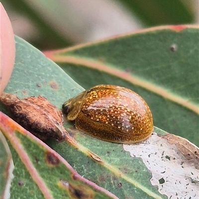 Paropsisterna cloelia (Eucalyptus variegated beetle) at Bungendore, NSW - 29 Jan 2025 by clarehoneydove