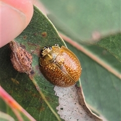 Paropsisterna cloelia at Bungendore, NSW - 29 Jan 2025 01:44 PM