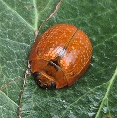 Paropsisterna cloelia (Eucalyptus variegated beetle) at Bungendore, NSW - 29 Jan 2025 by clarehoneydove