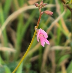 Grona varians at Bungendore, NSW - 29 Jan 2025 01:40 PM