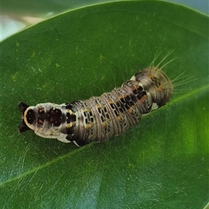 Unidentified Moth (Lepidoptera) at Burnside, QLD by clarehoneydove