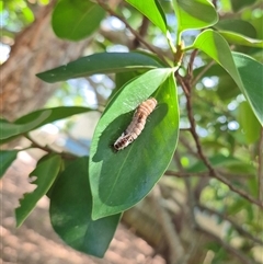Agape chloropyga at Burnside, QLD - 23 Jan 2025 12:37 PM