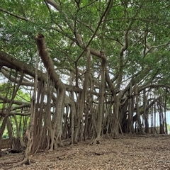 Agape chloropyga at Burnside, QLD - 23 Jan 2025 12:37 PM