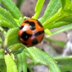 Coccinella transversalis at Kangaroo Valley, NSW - 28 Jan 2025 by lbradley